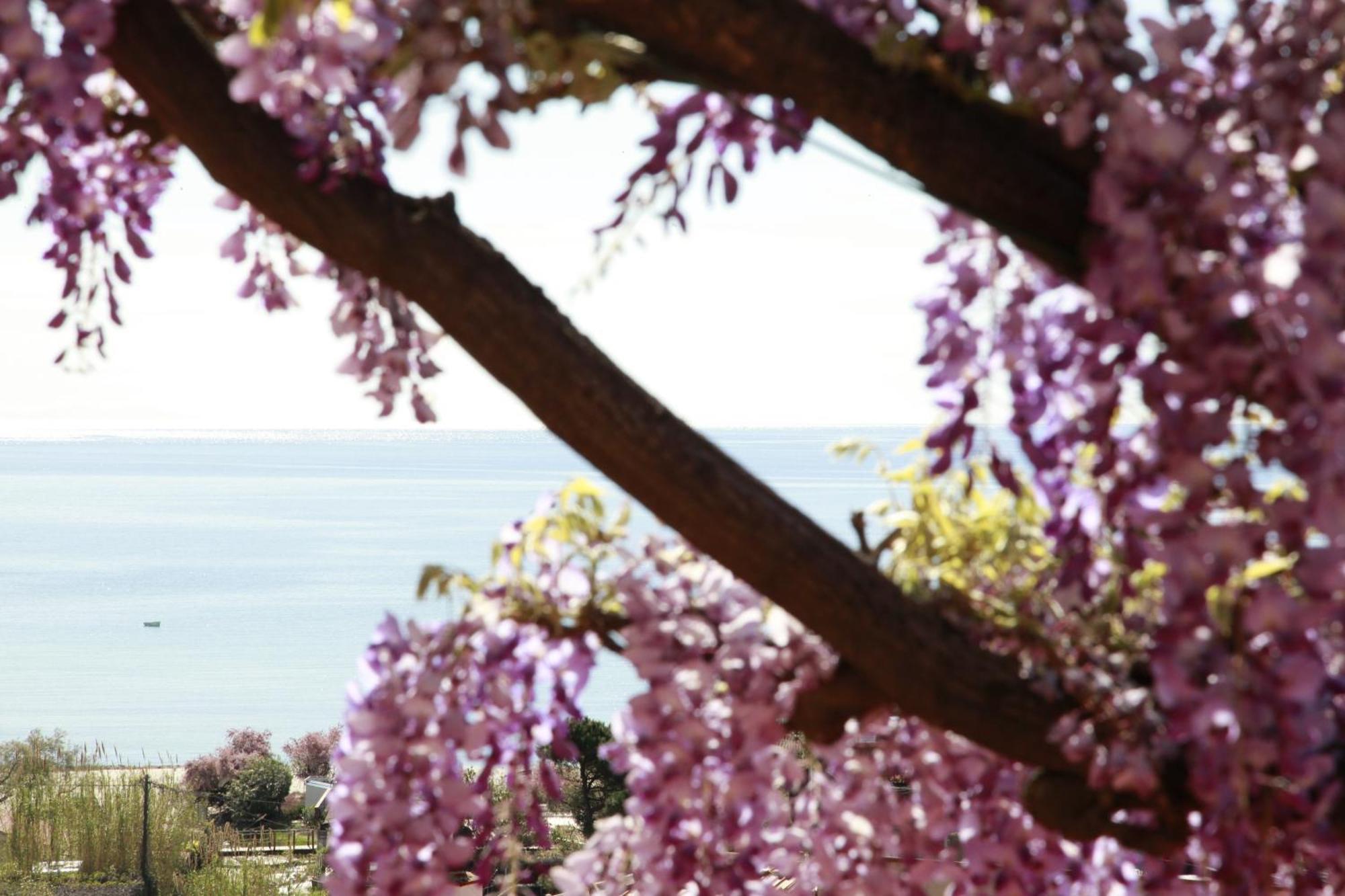 Hotel Galli - Wellness & Spa Fetovaia Εξωτερικό φωτογραφία